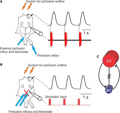 The role of feedback and modulation in determining temperature resiliency in the lobster cardiac nervous system